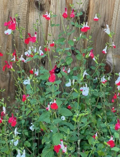 Hotlips salvia. photos by Cindy Yee