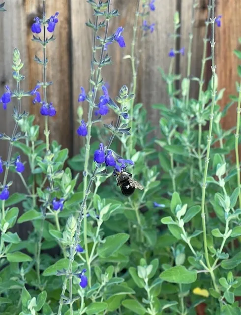 Blue flowering salvia.
