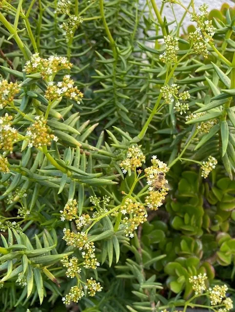 Crassula tetragona
