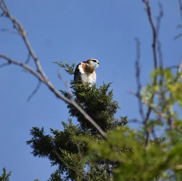 White tailed kite photo by Peg Smith