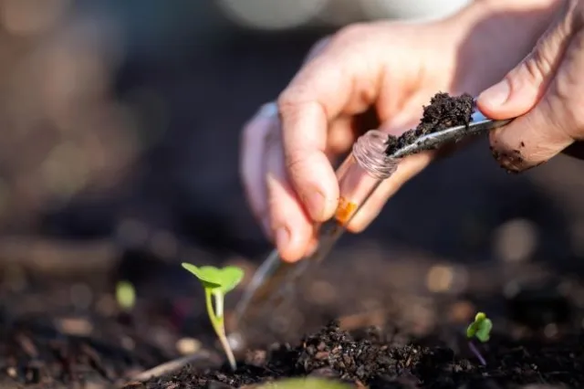 Placing soil sample in test tube
