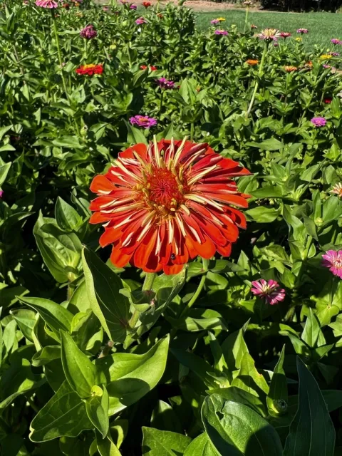 Zinnia at Metzger Zinnia Patch. photo by Jennifer Baumbach
