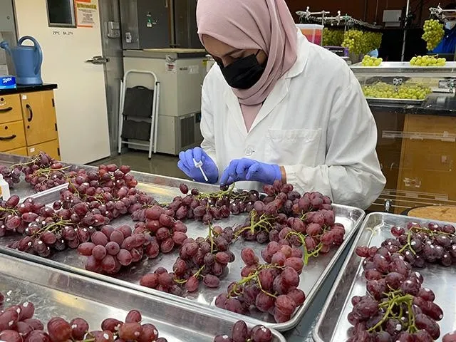 Undergrad student Dilasha Shenaz assesses quality and mold incidence of table grapes
