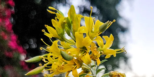 bladderpod