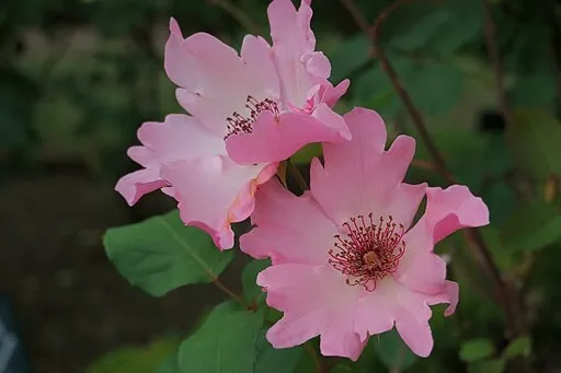 picture of Dainty Bess pink single rose with ruffled edges