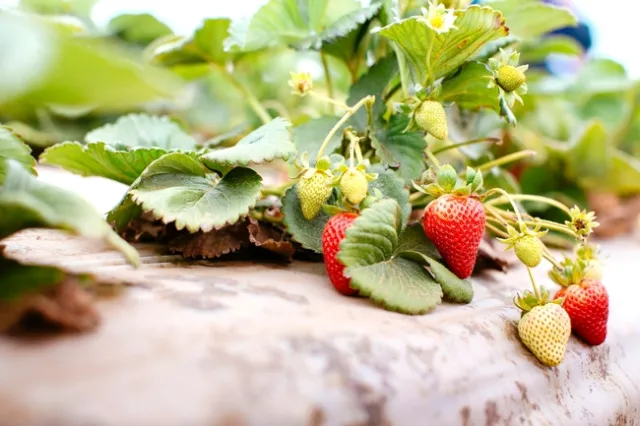 strawberries in various stages of ripeness