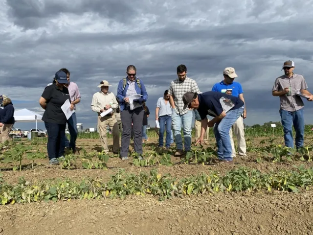 Kassim Al-Khatib, right, of the Department of Plant Sciences, explains symptoms from the group of herbicides that work by mimicking plant hormones and the synthesis of fatty acids, demonstrated on rows of annual crops
