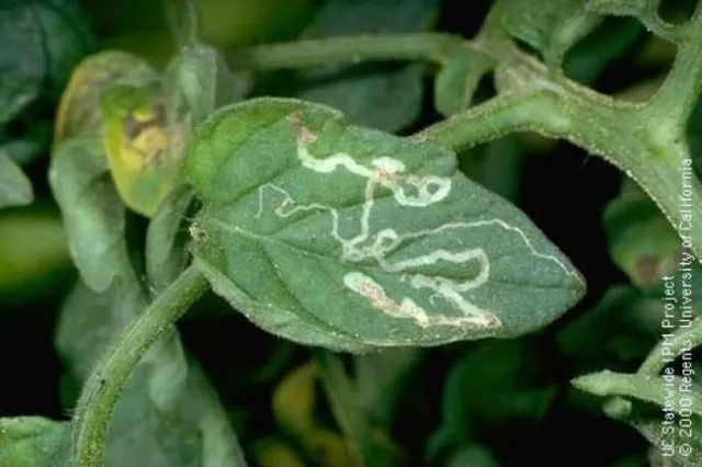 Mines of the vegetable leafminer. Photo Credit: Jack Kelly Clark