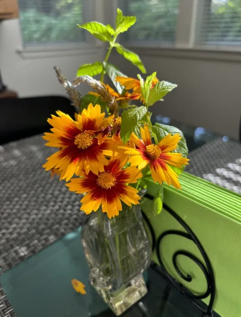 photos by Joy Humphrey Coreopsis UpTick 'Gold & Brown'