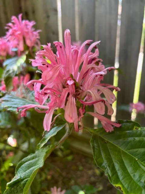 Justicia carnea flower photo by Keith Arrol