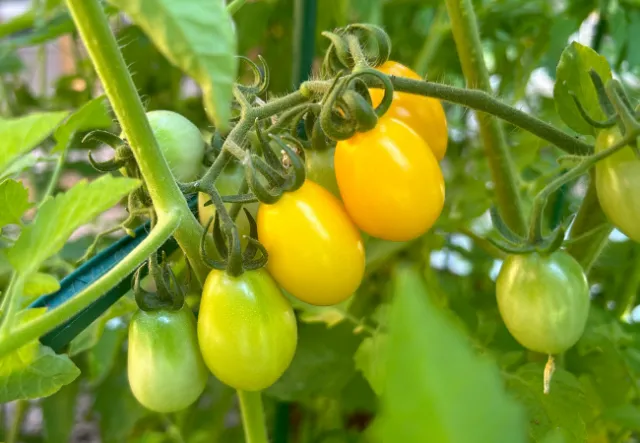 Yellow cherry tomato bunch