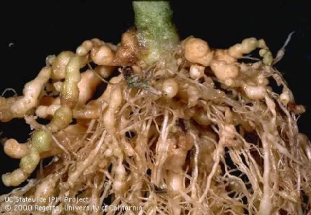 Nematodes - Jack Kelly Clark