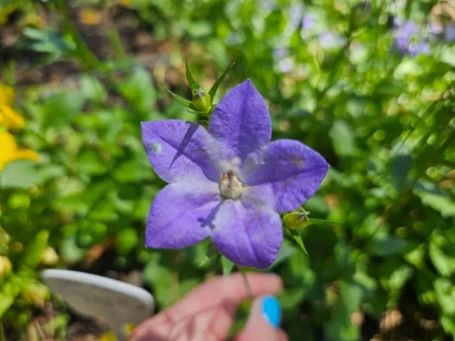 Bellflower in the Garden - Paula Pashby