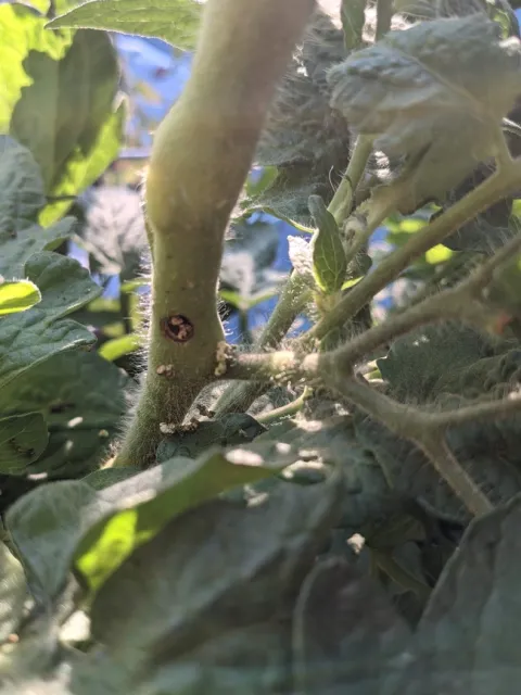 photos by Nanelle Jones-Sullivan