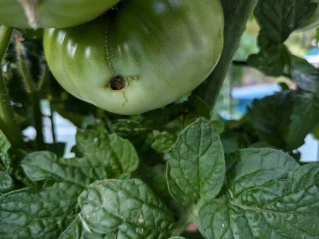 PXL 20240621 022306509