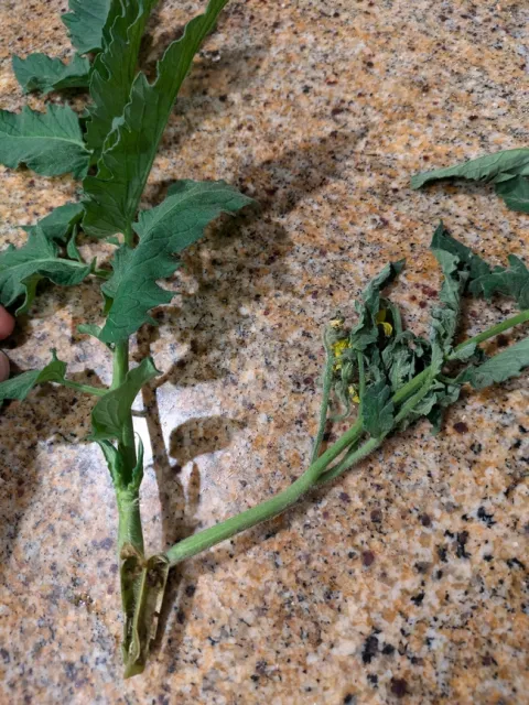 PXL 20240629 211718917