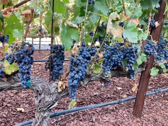 Bunches of ripe, red wine grapes hang from the vine. Some of the grapes are shriveled. A drip irrigation line runs along the row.