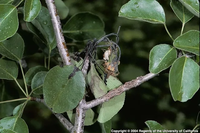 Fire blight caused this pear blossom and terminal to suddenly wilt, blacken and die. Prune out infected growth. (Photo: UC IPM)