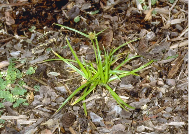 Mature yellow nutsedge. (Photo: UC IPM)