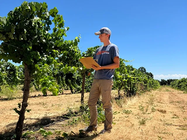 A man holding a clipboard examines grapevines in a vineyard.