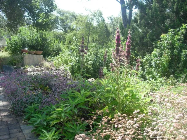 Drought tolerant plants