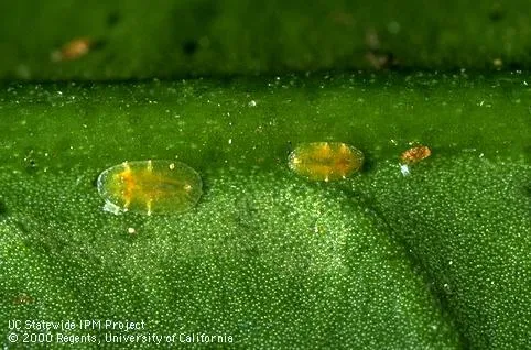 Citricola scale Instar