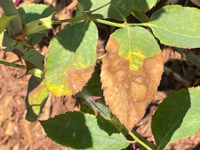 What Happened?! -- Heat Stress!