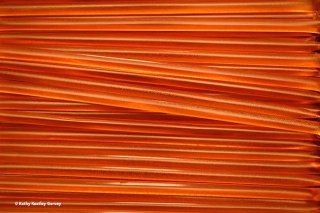 Honey sticks donated by Amina Harris of Z Food Specialty, gleam in the light. They contain wildflower honey. (Photo by Kathy Keatley Garvey)