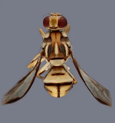 tau fruit fly