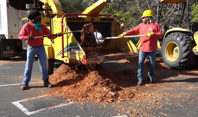 Double chipping at Manning Park