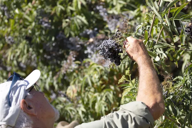 Figure 5. Elderberry harvest areas should be inspected for any signs of animal intrusion or animal fecal matter before harvest. Evett Kilmartin.