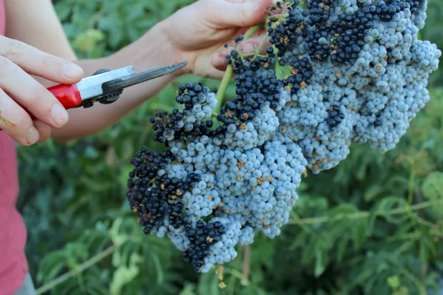Figure 7. To harvest elderberries, gently support the cluster with one hand while clipping the stem with the other. UC SAREP.