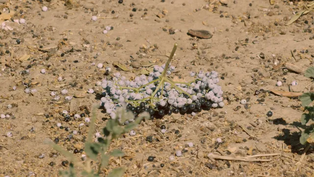 Figure 8. Do not harvest berries that are on or touching the ground as they can cause cross-contamination from the soil. Ethan Ireland.
