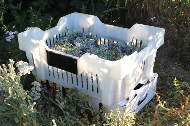 Figure 9. To avoid cross contamination of elderberries or elderflowers, use a separate container as a barrier between the ground and totes. UC SAREP.