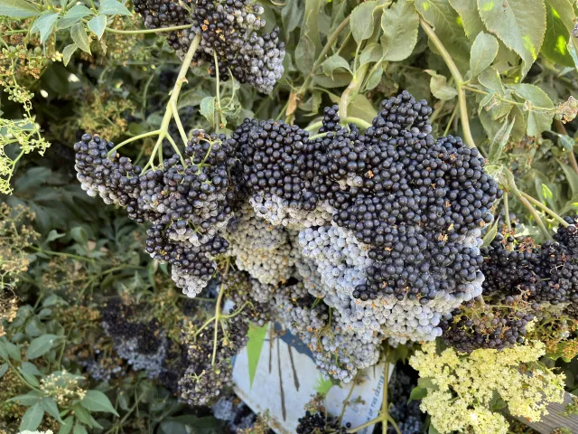Figure 1. Elderberries are generally ready to be harvested when the dusty white bloom is fading and the berries are glossy in appearance. UC SAREP.