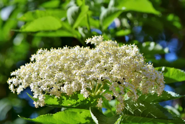 Figure 2. When harvesting elderflowers, look for cymes in which the majority of the flowers have bloomed; flowers will be creamy yellow. UC SAREP.