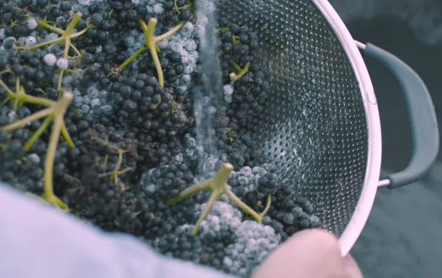 Figure 4. Elderberries are rinsed under water in a colander, a single-pass method recommended for small scale growers and handlers. Ethan Ireland.