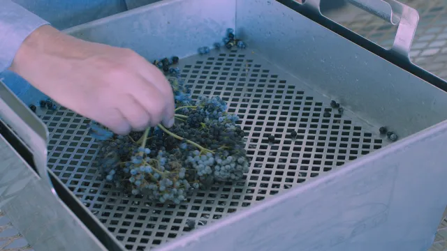 Figure 7. A stainless steel elderberry destemmer. Elderberries fall through the holes when gently rubbed across the screen. Photo by Ethan Ireland.