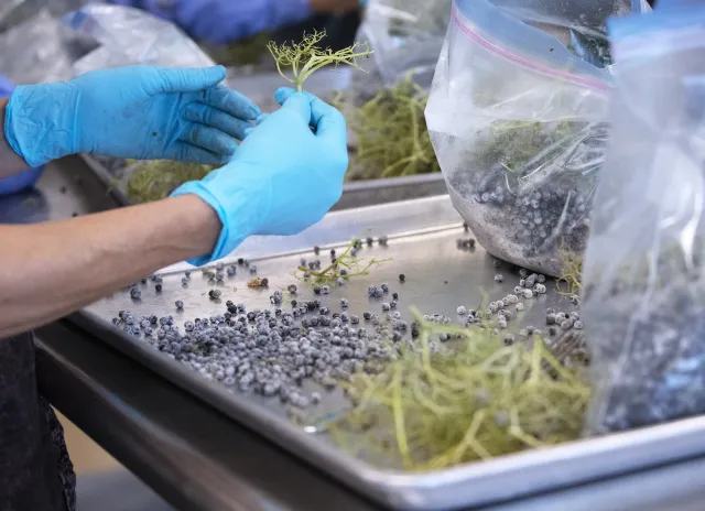 Figure 8. When destemming elderberries, remove and discard stems. Elderberries fall off the cymes more easily when frozen. Photo by Evett Kilmartin.