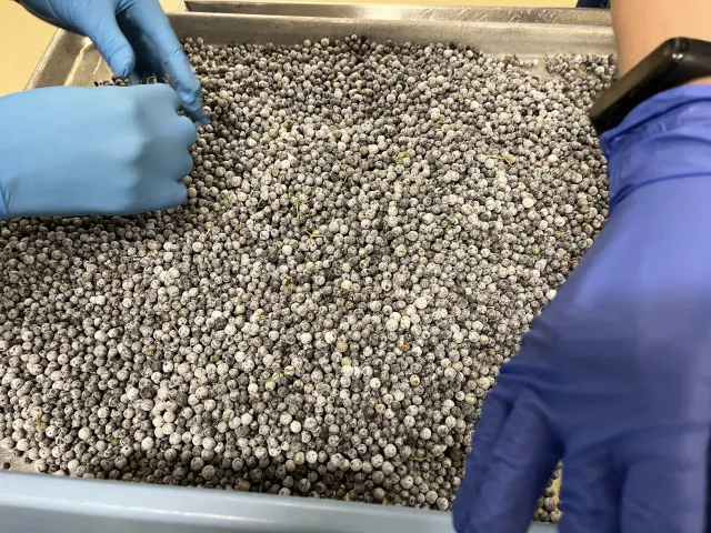 Figure 9. Once elderberries are destemmed, carefully inspect berries and remove any green berries or residual stem or leaf matter. Photo by UC SAREP.