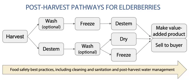 Figure 1. Consider your workflow and available freezer space when planning to harvest and process elderberries.