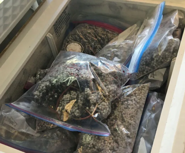 Figure 2. Use proper packaging material to store elderberries to protect flavor, color, moisture content, and nutritive value. Photo by UC SAREP.