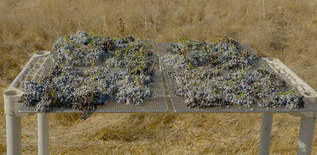 Figure 2. Sun drying can be used to dry elderberries outdoors. Elderberries should be placed on drying racks one layer deep. Photo by Ethan Ireland.