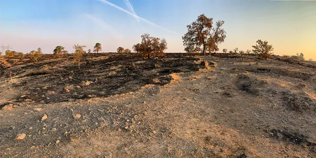 burn scars in Upper Bidwell Park