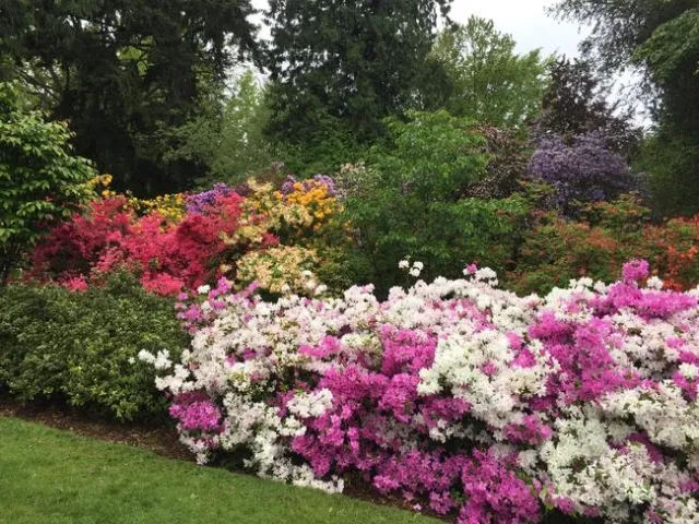 UW Botanical Gardens azaleas