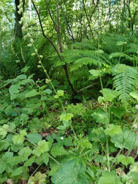 photos by Lanie Keystone