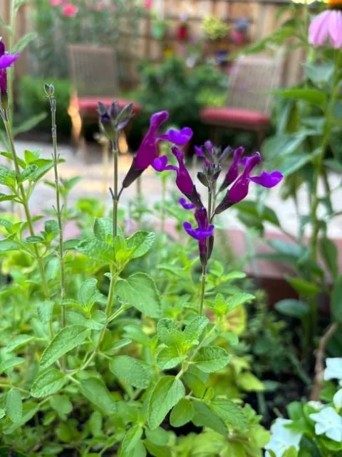 Sage (Salvia x jamensis 'Ignition Purple')