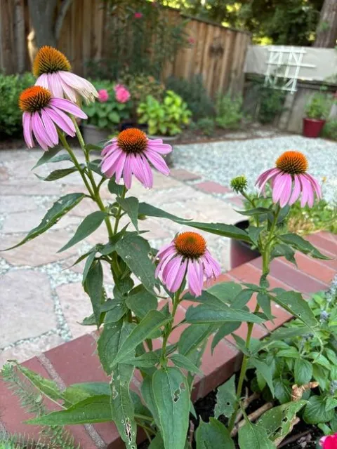 Coneflower (Echinacea). photos by Joy Humphrey