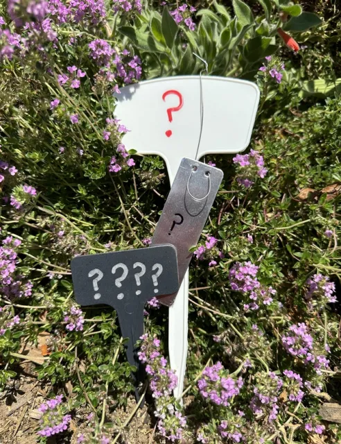 various plant labels, plastic, metal all with question marks on them with a backdrop of a creeping verbena that is purple