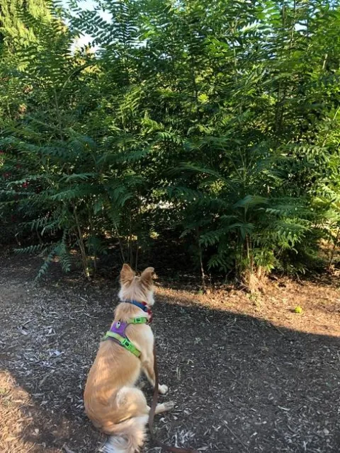 A cluster of Tree of Heaven in background and a golden dog wearing a purple harness sitting in front (facing the trees)